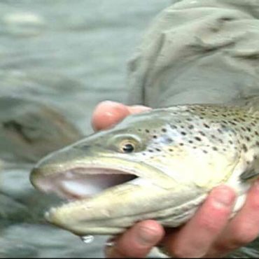 Nice Brown Trout caught on a Nymph