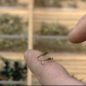 Nymph Fishing Flies