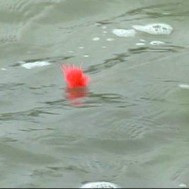 Fly Line Strike Indicator in the water