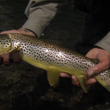 Davy Wotton with Large Brown Trout caught on a midge