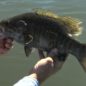 Smallmouth Bass Caught on a Fly