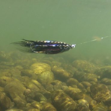 Underwater Fly Fishing Action